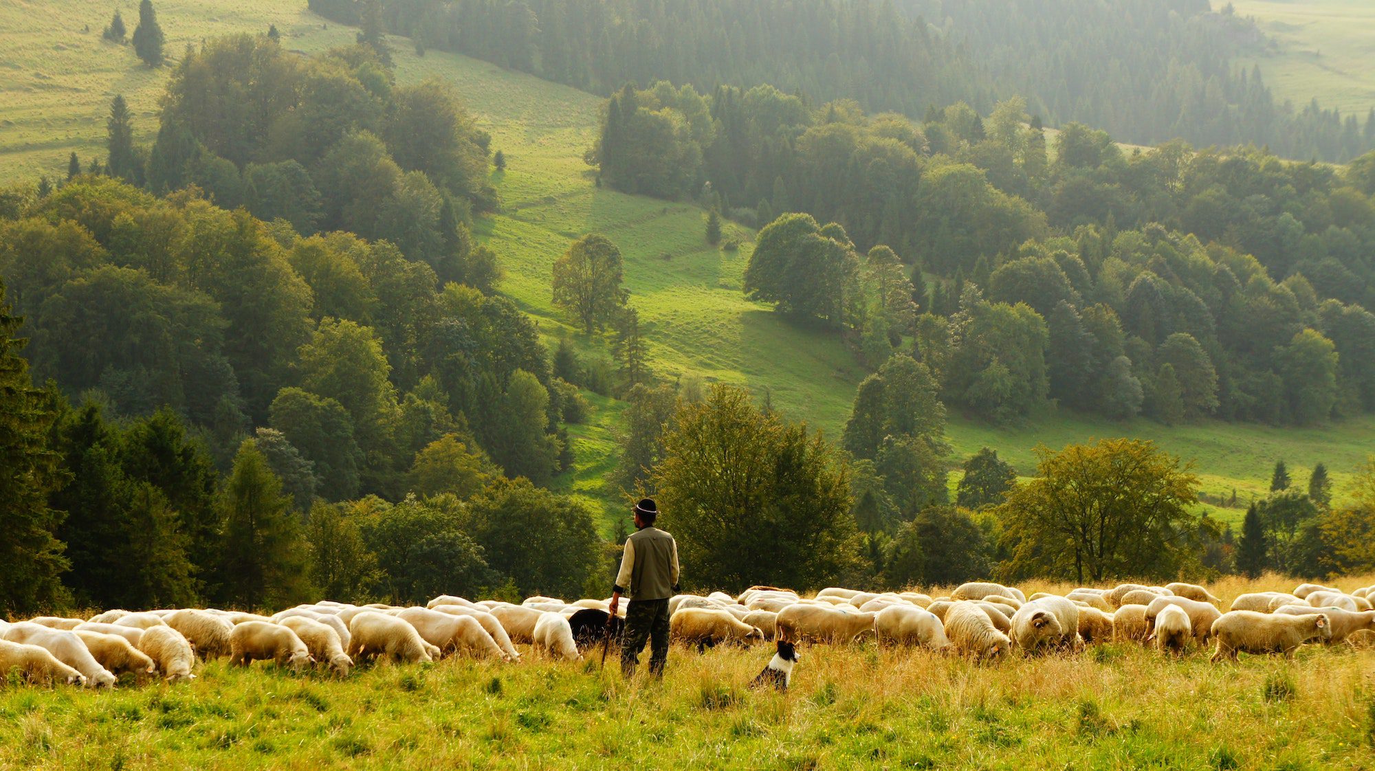 4 Ways God Really Wants You to Let Him Shepherd You